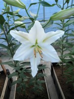 [1845 WhiteRenova No01.JPG]